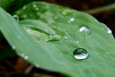 Close-up of raindrops on leaf during monsoon