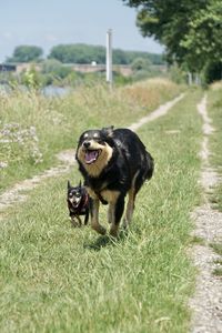 Black dog in a field