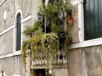 Plants by window in city