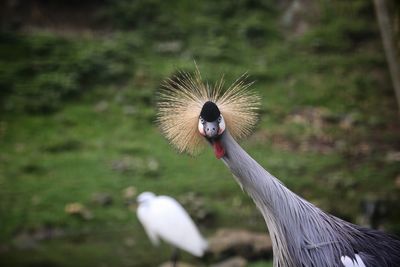 Grey crowned crane on land