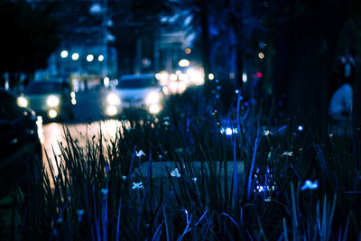 Close-up of wet illuminated at night