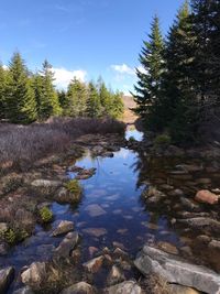 Scenic view of lake in forest against sky