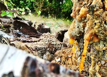 Close-up of mushrooms growing on tree trunk