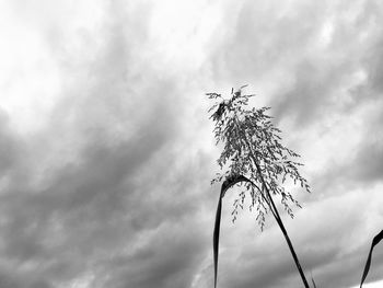 Low angle view of silhouette tree against sky
