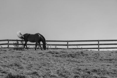 Horse standing in ranch against clear sky