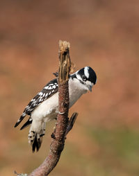 Close-up of a downy woodpecker perching on tree