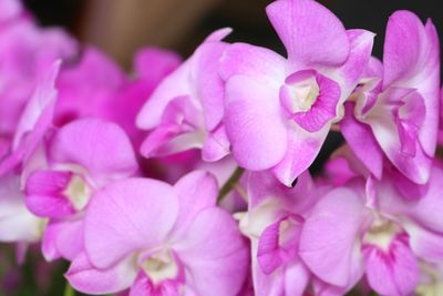 Close-up of pink orchid flowers
