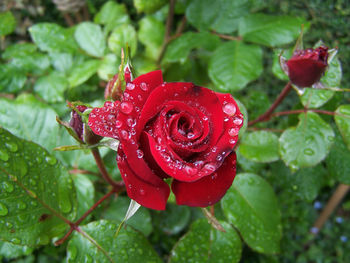 Close-up of wet red rose