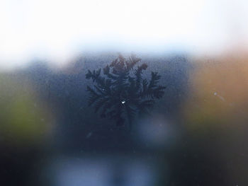 Close-up of tree against sky seen through glass window