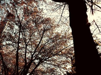 Low angle view of silhouette trees in forest against sky