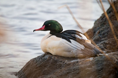 Close-up of bird perching on rock by lake