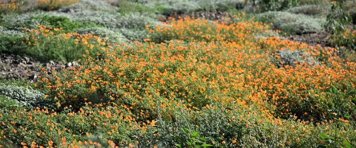 Scenic view of flowering plants on field