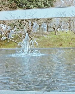 Pond with trees in background