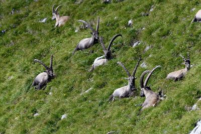 High angle view of birds on field