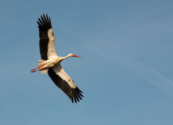 Low angle view of stork flying against sky