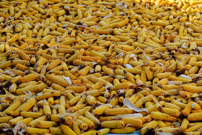 Huge pile of ripe corn, ripe yellow corn. beautiful ripe yellow corn in sack on dry husk rural farm