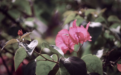 Close-up of pink flowering plant