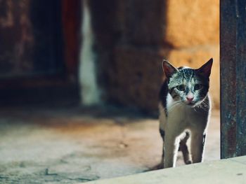 Portrait of cat sitting outdoors