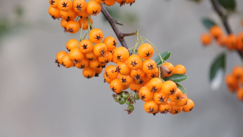 Close-up of orange fruits hanging on tree