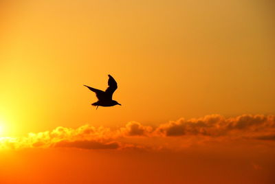 Silhouette bird flying against orange sky