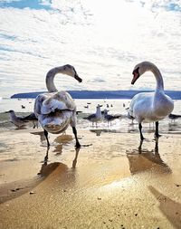 View of swan on beach