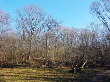 View of bare trees in the field