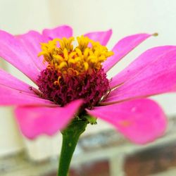 Macro shot of pink flower