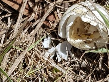 Close-up of garbage in grass