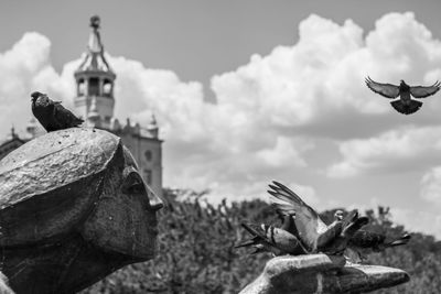 Close-up of bird on building against sky