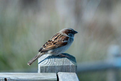 Close-up of bird perching on wooden post