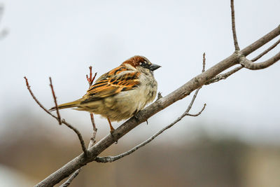 Low angle view of bird perching on branch