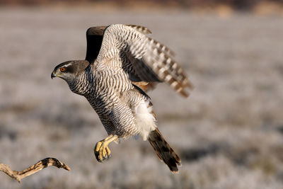 Close-up of eagle