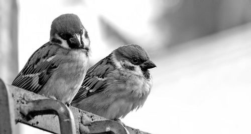 Low angle view of birds perching on branch