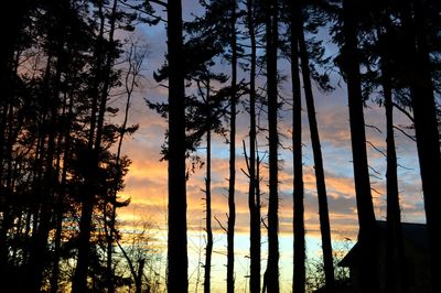 Silhouette trees against sky during sunset