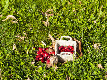 High angle view of christmas tree on field