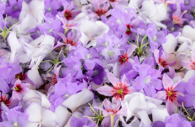 Full frame shot of purple flowering plants