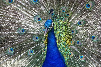 Full frame shot of peacock