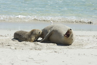 Seal bay, kangaroo island, australia