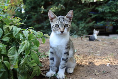 Portrait of tabby kitten by plants