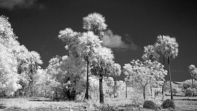 tree, growth, nature, tranquility, low angle view, plant, clear sky, sky, day, outdoors, field, beauty in nature, no people, tranquil scene, flower, branch, built structure, copy space, park - man made space, grass