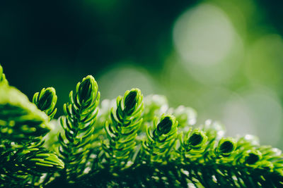 Close-up of fern leaves
