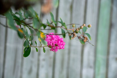 Close-up of pink flowering plant