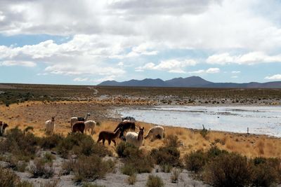 Horses on landscape against sky