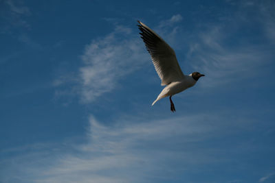 Low angle view of seagull flying in sky