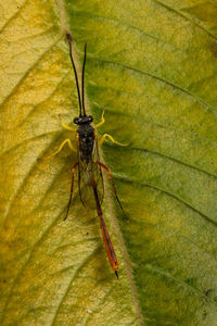 Close-up of spider on leaf