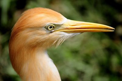 Close-up of a heron bird looking away