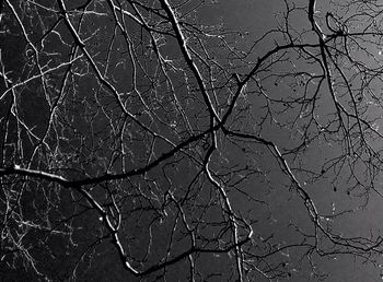 Full frame of bare tree