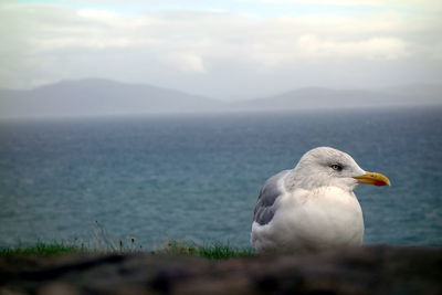 Seagull on a sea