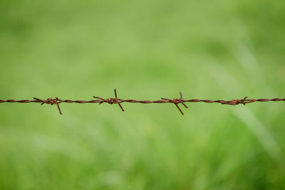 Close-up of barbed wire on fence