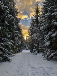 Trees on snow covered field against sky during sunset